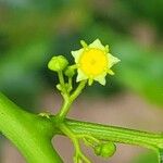 Colubrina asiatica Flor