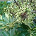 Schefflera arboricolaFlower