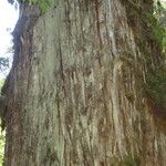 Fitzroya cupressoides Kabuk