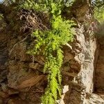 Asparagus acutifolius Habitus