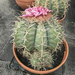 Melocactus matanzanus Hábito