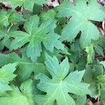 Hydrophyllum virginianum Hoja