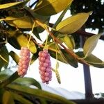 Anthurium scandens Fruto