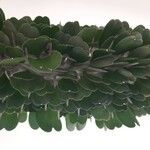Alluaudia ascendens Hoja