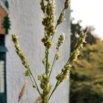 Sorghum bicolorFruchs