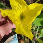 Oenothera macrocarpa Цвят