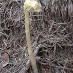 Monotropa hypopitys Other