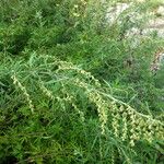 Artemisia verlotiorum Habit