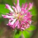 Trifolium mediumÇiçek