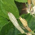 Silene schafta Fruit