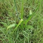 Albuca virens Hoja