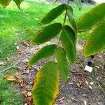 Juglans ailantifolia Beste bat