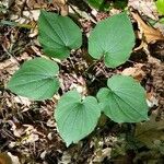 Dioscorea villosa Blad