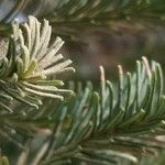 Banksia ericifolia Feuille