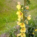 Verbascum virgatumКветка