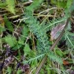 Achillea millefolium Лист