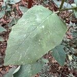 Amaranthus viridis Leaf