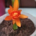 Rhipsalidopsis gaertneri Flor