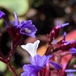 Limonium preauxii Flower