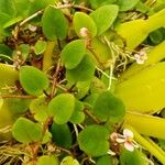 Begonia elaeagnifolia List