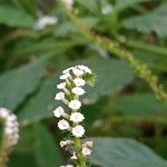 Heliotropium indicum Flower