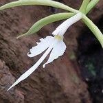 Epidendrum ciliare Blomma