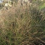 Juncus balticus Blatt