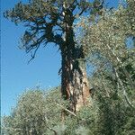 Juniperus occidentalis Habit