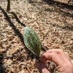 Erythronium americanumList