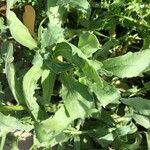 Calendula arvensis Blad