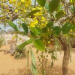 Cassia sieberiana পাতা