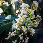 Xiphidium caeruleum Цветок