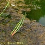 Juncus heterophyllus Hàbitat