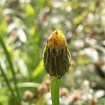 Scorzoneroides autumnalis Flower