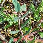 Onobrychis caput-galli Leaf