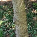 Pinus heldreichii Casca
