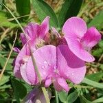 Lathyrus latifolius Žiedas