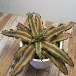 Cryptanthus bivittatusHabit