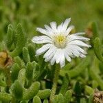 Delosperma kofleri