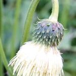 Cirsium erisithales Цвят