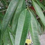 Ficus binnendykii Leaf