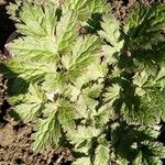 Actaea racemosa Leaf