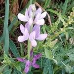 Lupinus hispanicus 花