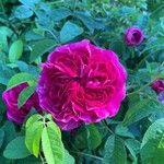 Rosa gallica花