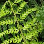 Polystichum setiferum Φύλλο