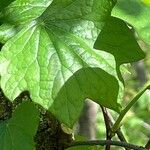 Menispermum canadense Leaf