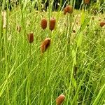 Typha minima Hábito