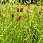 Typha minima Natur