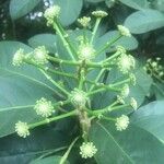 Dendropanax cuneatus Flor