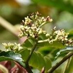 Leea guineensis Λουλούδι
